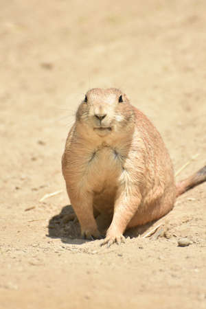Cute Black Tailed Prairie Dog Looking for Foodの写真素材