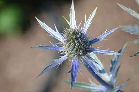 Flowering blue globe thistle with sharp thin spikes.の写真素材