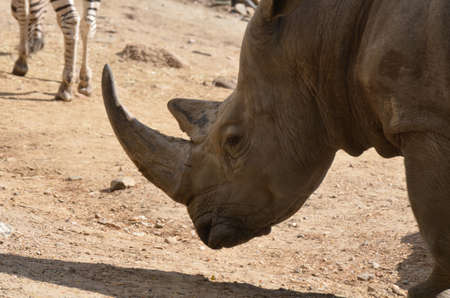 Rhinoceros with his head dropped to the ground.
