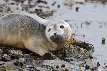 Adorable face of a baby harbor seal pup.の写真素材