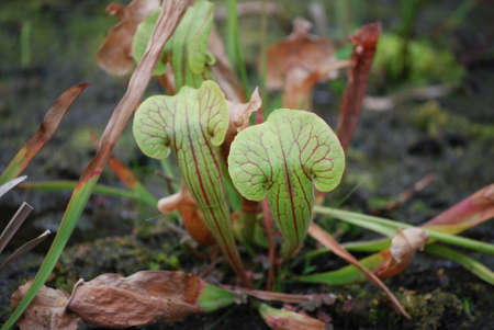 Green carnivorous pitcher plant in a garden.