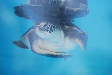 Cute face of a baby sea turtle swimming slowly underwater.