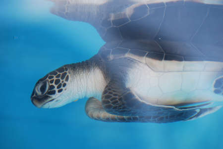 Baby sea turtle swimming along in very blue water.
