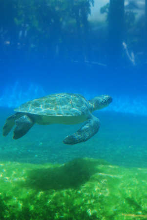 Sea turtle gliding along underwater.の写真素材
