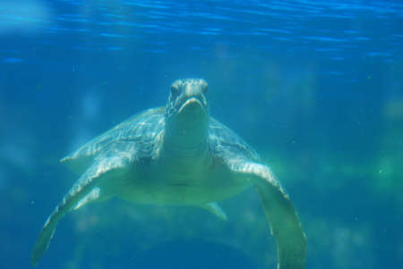 Cute face of a sea turtle swimming underwater.