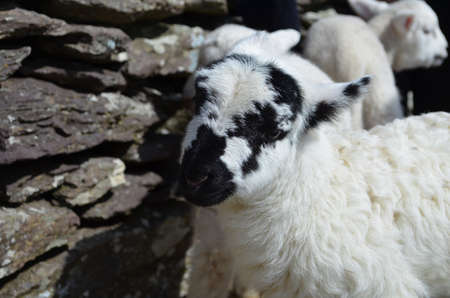 White Sheep With black spots by rocks