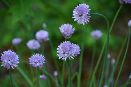 Garden with pretty light purple flowering chives.
