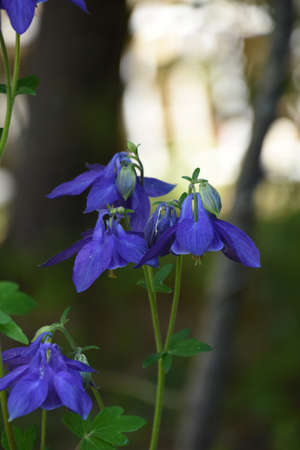 Garden with pretty flowering blue columbine blossoms.の写真素材
