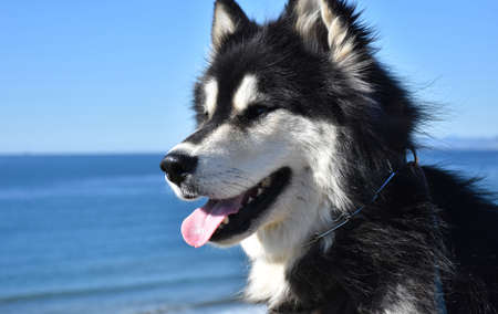 Profile of an Alaskan Malamute dog with his tongue out.