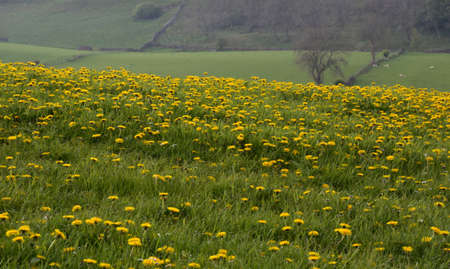Field of dandelions on rolling hills in Northern England.の写真素材