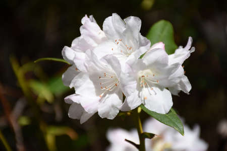 White azalea bush with brilliant white flower blossoms.の写真素材