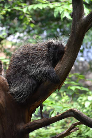 Adorable porcupine sleeping on a tree branch.の写真素材