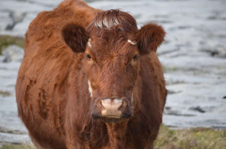 Great looking shaggy brown cow on the Burren in Ireland.の写真素材