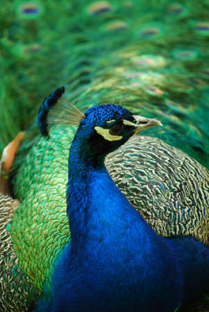 Beautiful peafowl with his feather's trailing after him.の写真素材