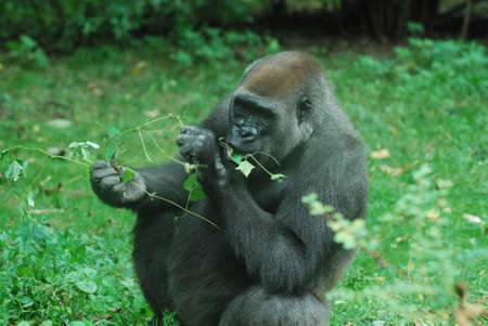 Gorilla snacking on new leave shoots on a vine.