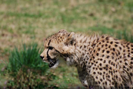 A wild cheetah roaming on the prairie looking for prey.の写真素材