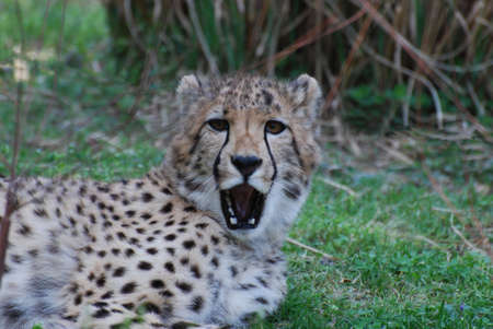 Cheetah with his mouth slightly open so that you can see his teeth.の写真素材