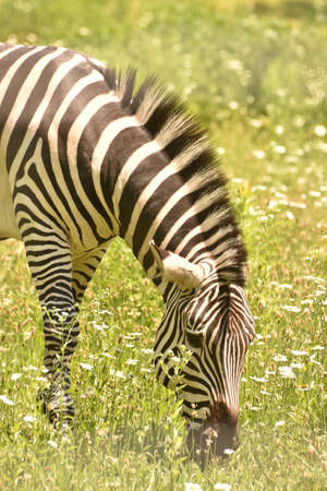 Lovable Zebra on a Safari In Africa