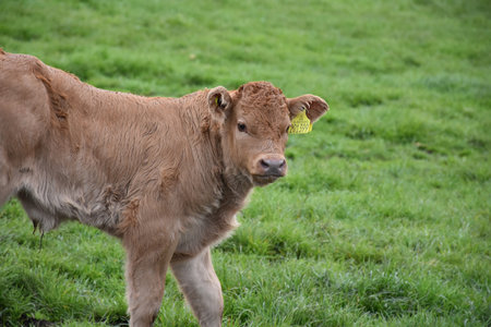 Tan baby calf wandering in a grass field.の写真素材