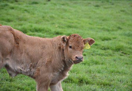 Very cute newborn tan calf in a grass pasture.の写真素材