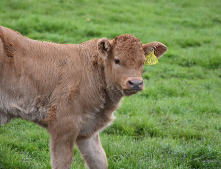 Spring day with a cute tan calf in a field.の写真素材