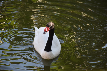 Swimming white swan with a black neck.の写真素材