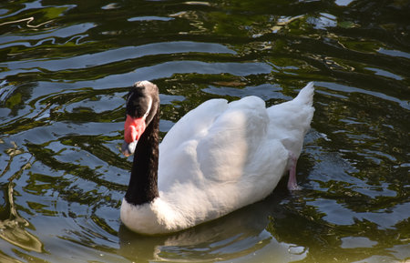 Black necked swan swimming in a shallow pond.の写真素材