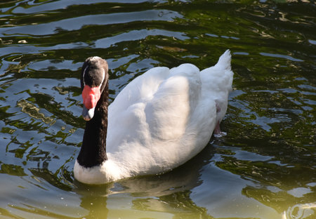 Graceful white swan with a curved black neck in a pond.の写真素材