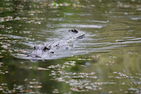 Alligator moving stealthily through the swamp and bayou.の写真素材
