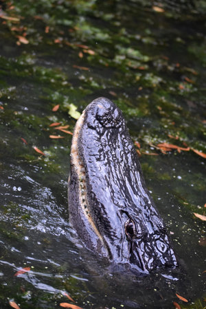 Gator sticking his snout out of the swampy waters.の写真素材