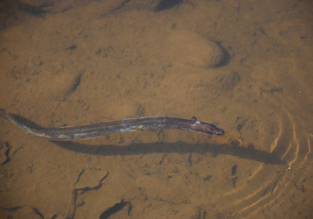Swimming river eel in a clear shallow creek.の写真素材