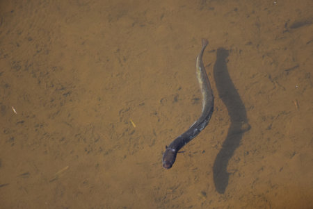 Eel swimming underwater.の写真素材