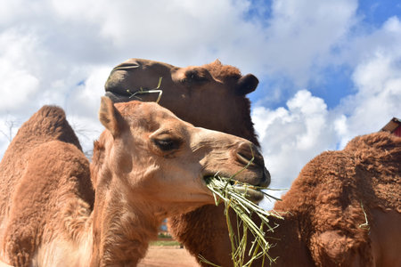 Pair of camels with their mouths full of hay.の写真素材