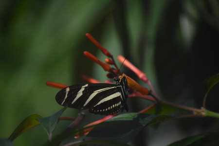 Garden with a pretty striped zebra longwing butterfly.の写真素材