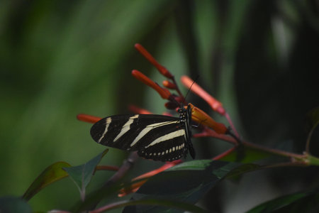Garden with a striped zebra longwing butterfly.の写真素材