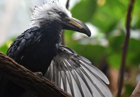 White crested hornbill bird perched in a tree.