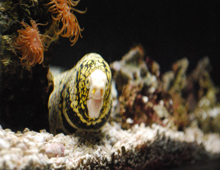 Salt water tank with an eel sitting on the bottom.