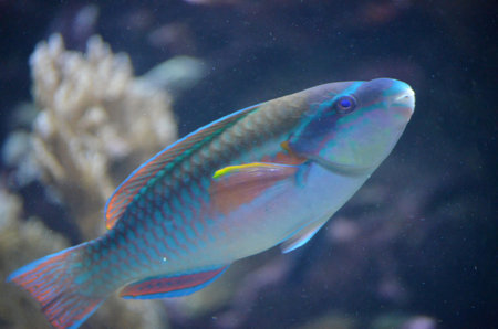 Stunning close-up shot of Parrot-Fish swimming in water