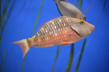 Spotted Parrot-fish featured in foreground with other fish seen peaking from behind