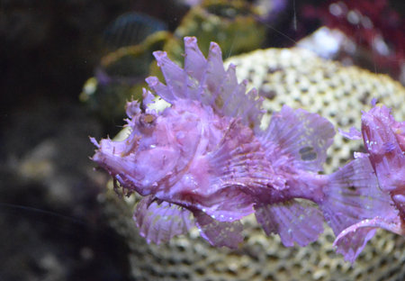 Pink rock like fish known as a rhinopias.の写真素材