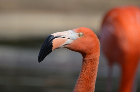 Black curved beach on the face of a pink flamingo.の写真素材