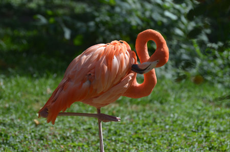 Balancing gorgeous Carribean Flamingo standing on one leg.の写真素材