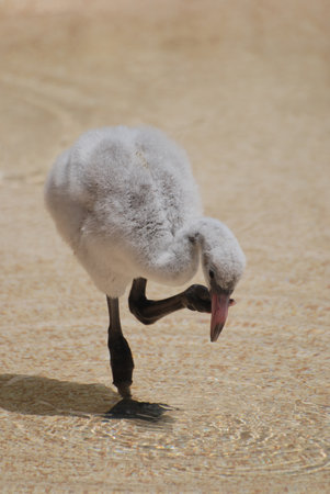Baby flamingo chick standing on one leg.の写真素材