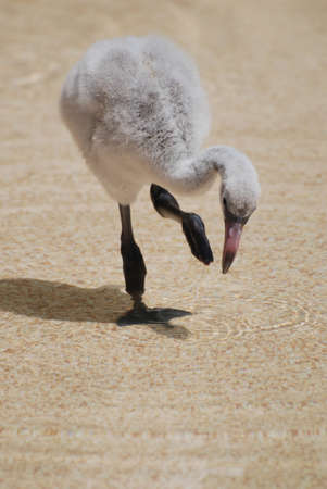 Really cute gray baby flamingo chick.の写真素材