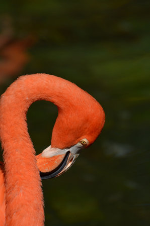 Pink flamingo bird scratching his neck.の写真素材