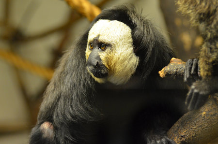 A close look at the pale faced saki monkey.