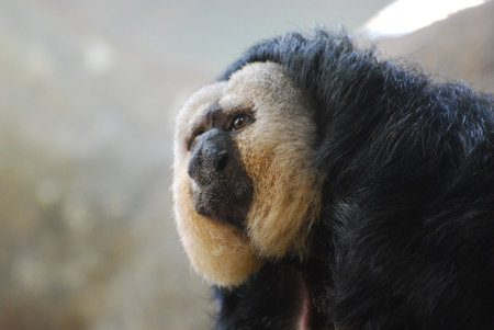 Pale faced saki monkey up close and personal.