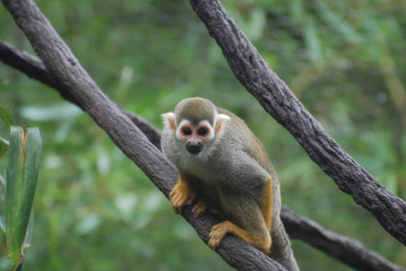 Adorable squirrel monkey on a tree branch.