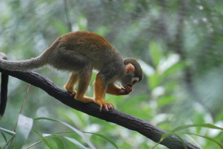 A young common squirrel monkey on a long vine.