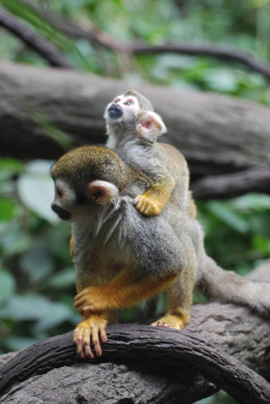 Absolutely adorable capture of a squirrel monkey family with a mom and a baby.の写真素材